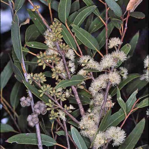 Eucalyptus globoidea unspecified picture