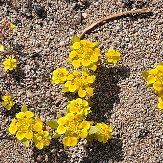 Cruckshanksia pumila unspecified picture