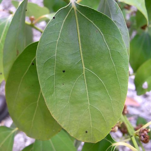 Neolitsea australiensis unspecified picture