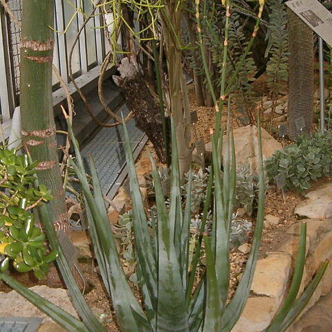 Aloe cryptopoda unspecified picture