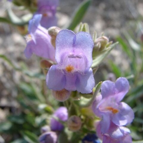 Penstemon janishiae unspecified picture