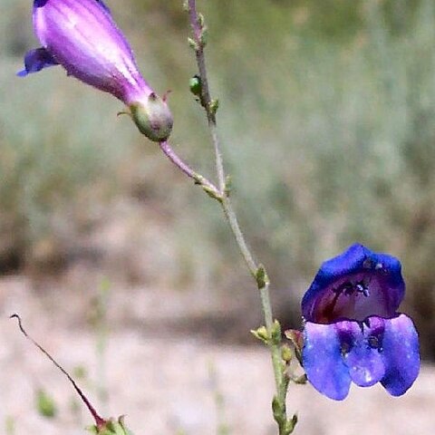 Penstemon incertus unspecified picture