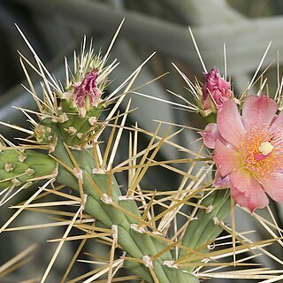 Cylindropuntia hystrix unspecified picture