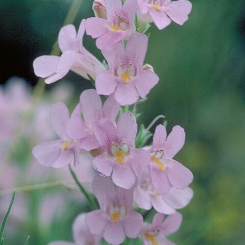 Penstemon auriberbis unspecified picture