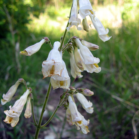 Penstemon tenuiflorus unspecified picture