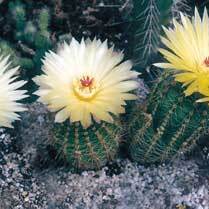 Parodia stockingeri unspecified picture