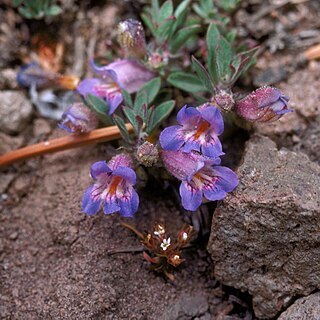 Penstemon teucrioides unspecified picture