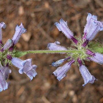 Penstemon anguineus unspecified picture