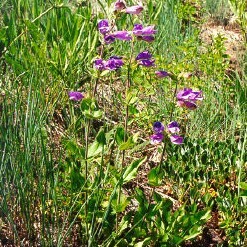 Penstemon glandulosus unspecified picture