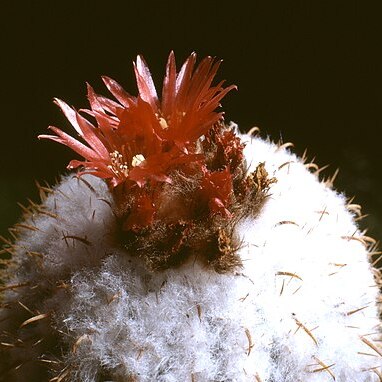 Parodia schwebsiana unspecified picture