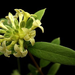 Pimelea cremnophila unspecified picture