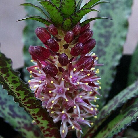 Eucomis vandermerwei unspecified picture