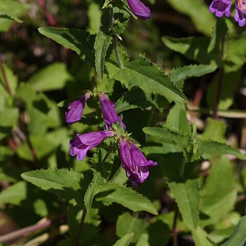 Penstemon serrulatus unspecified picture