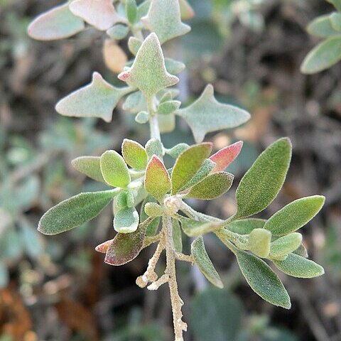 Rhagodia spinescens unspecified picture