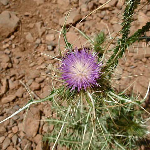 Carduus chevallieri unspecified picture