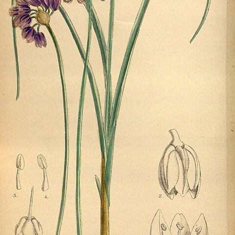 Allium sikkimense unspecified picture