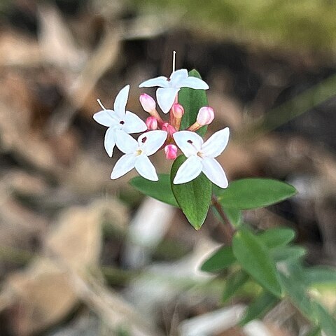 Pimelea filiformis unspecified picture