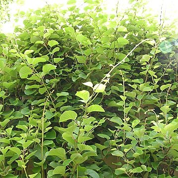 Actinidia chinensis unspecified picture