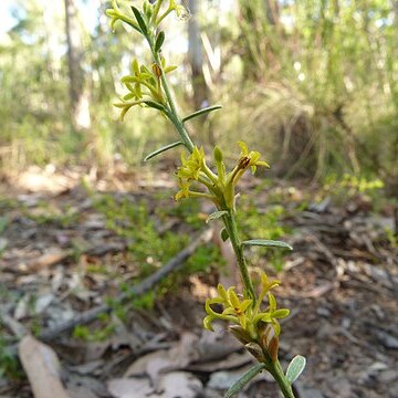 Pimelea curviflora unspecified picture