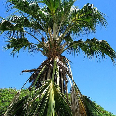 Pritchardia napaliensis unspecified picture