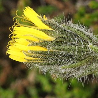 Hieracium schneiderianum unspecified picture