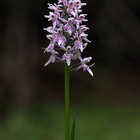 Dactylorhiza fuchsii subsp. fuchsii unspecified picture