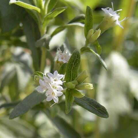 Stevia unspecified picture