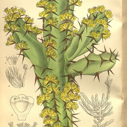 Euphorbia ledienii unspecified picture