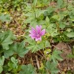 Malva setigera flower picture by leilapixie (cc-by-sa)