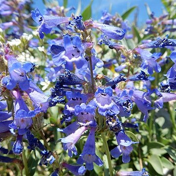 Penstemon albertinus unspecified picture