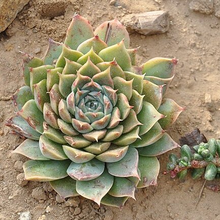 Echeveria halbingeri var. sanchez-mejoradae unspecified picture