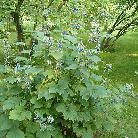 Clematis heracleifolia unspecified picture