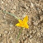 Crocus flavus flower picture by Sinan Avcı (cc-by-sa)