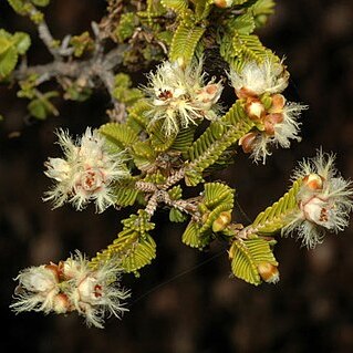 Verticordia decussata unspecified picture