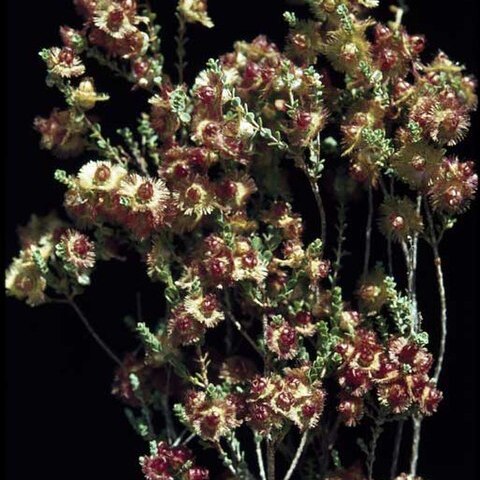 Verticordia dichroma unspecified picture