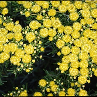 Verticordia lindleyi unspecified picture