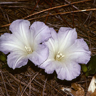 Bonamia grandiflora unspecified picture