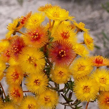 Verticordia endlicheriana unspecified picture