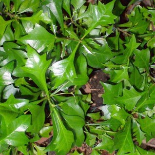 Vitex lignum-vitae unspecified picture