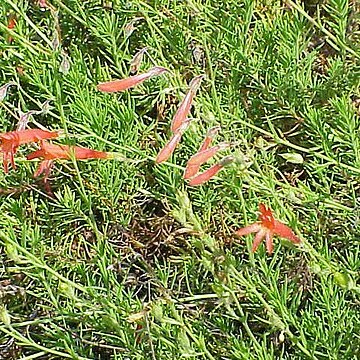 Penstemon pinifolius unspecified picture