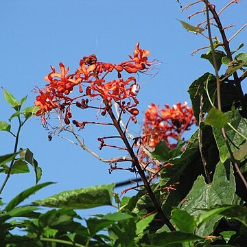 Clerodendrum buchananii unspecified picture