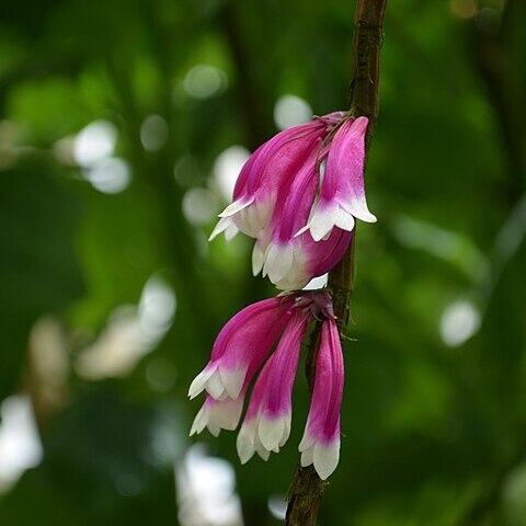 Tecomanthe dendrophila unspecified picture