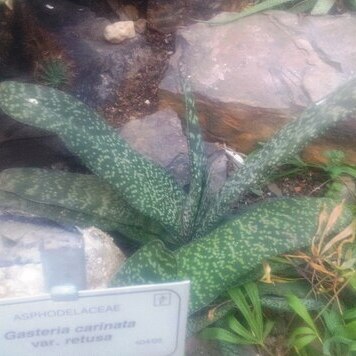 Gasteria carinata var. retusa unspecified picture