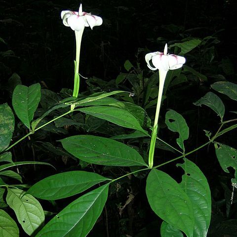 Rothmannia lateriflora unspecified picture