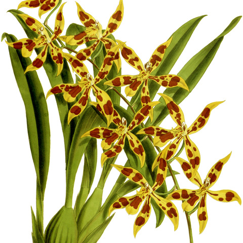 Oncidium coradinei unspecified picture