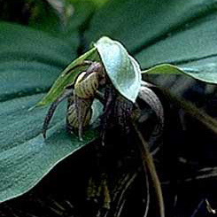 Cypripedium fasciculatum unspecified picture