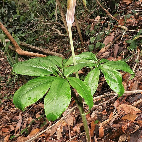 Arisaema aequinoctiale unspecified picture