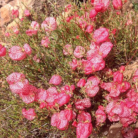 Harfordia macroptera unspecified picture