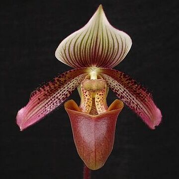 Paphiopedilum ciliolare unspecified picture