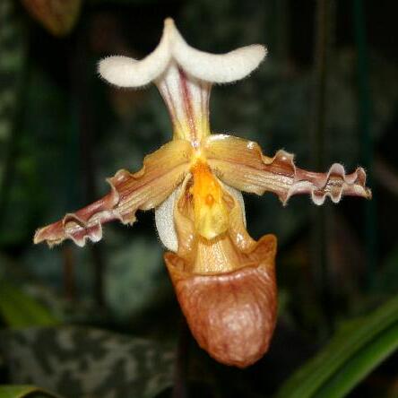 Paphiopedilum tranlienianum unspecified picture